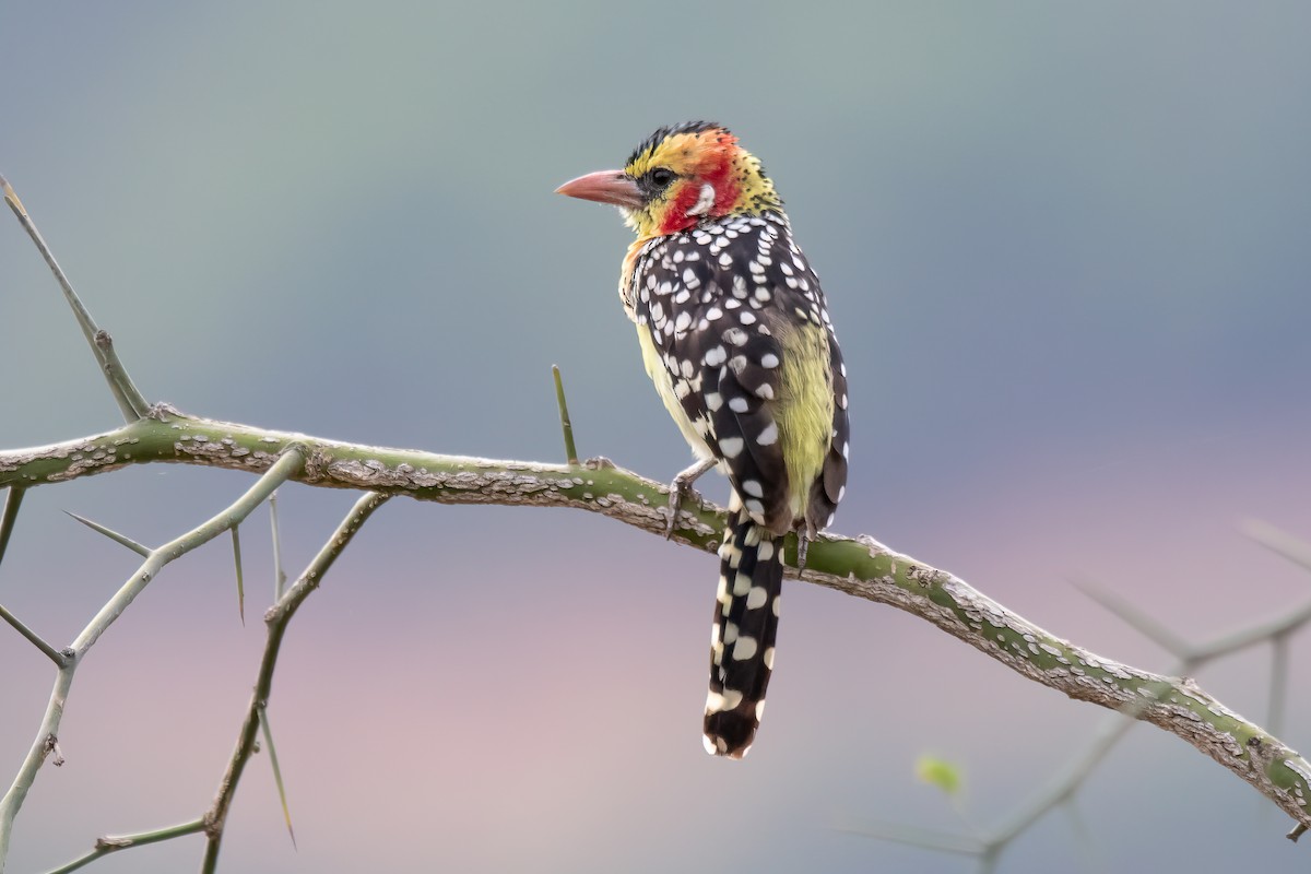 Red-and-yellow Barbet - ML609494201