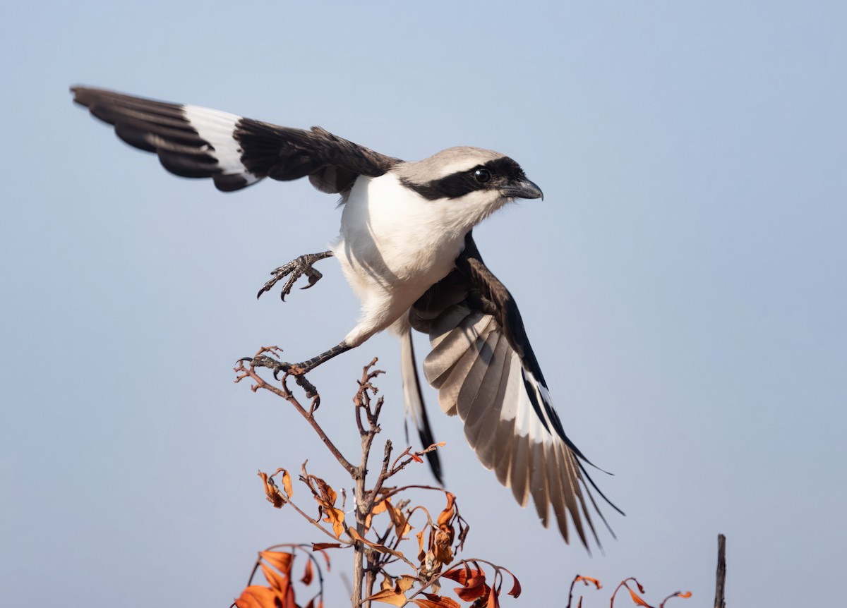 Gray-backed Fiscal - ML609494219