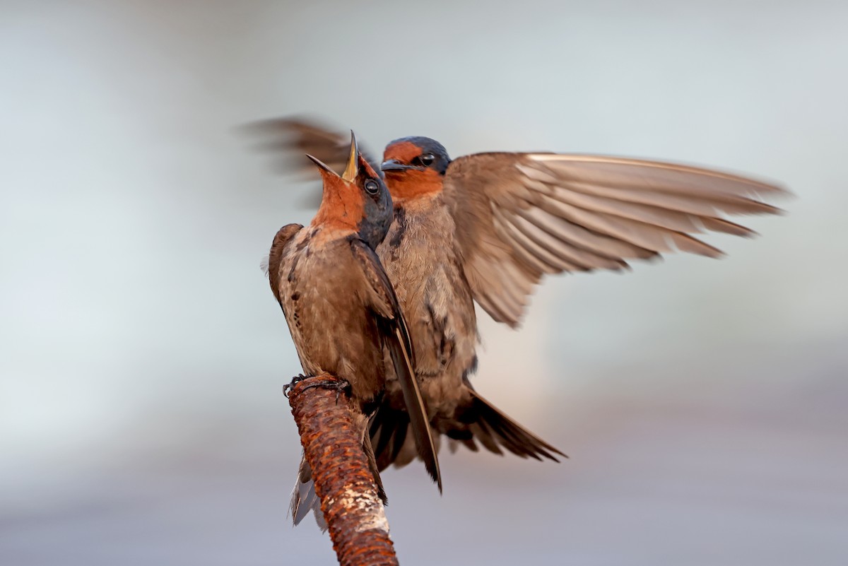 Pacific Swallow - ML609494294