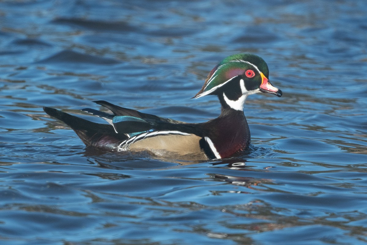 Wood Duck - David Turgeon