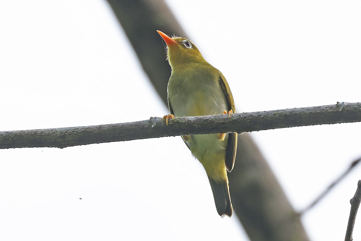 Banded White-eye - ML609494404