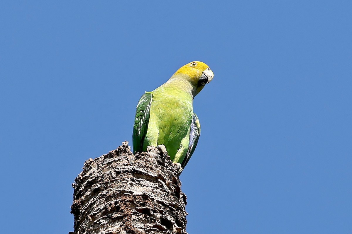 Singing Parrot - ML609494411