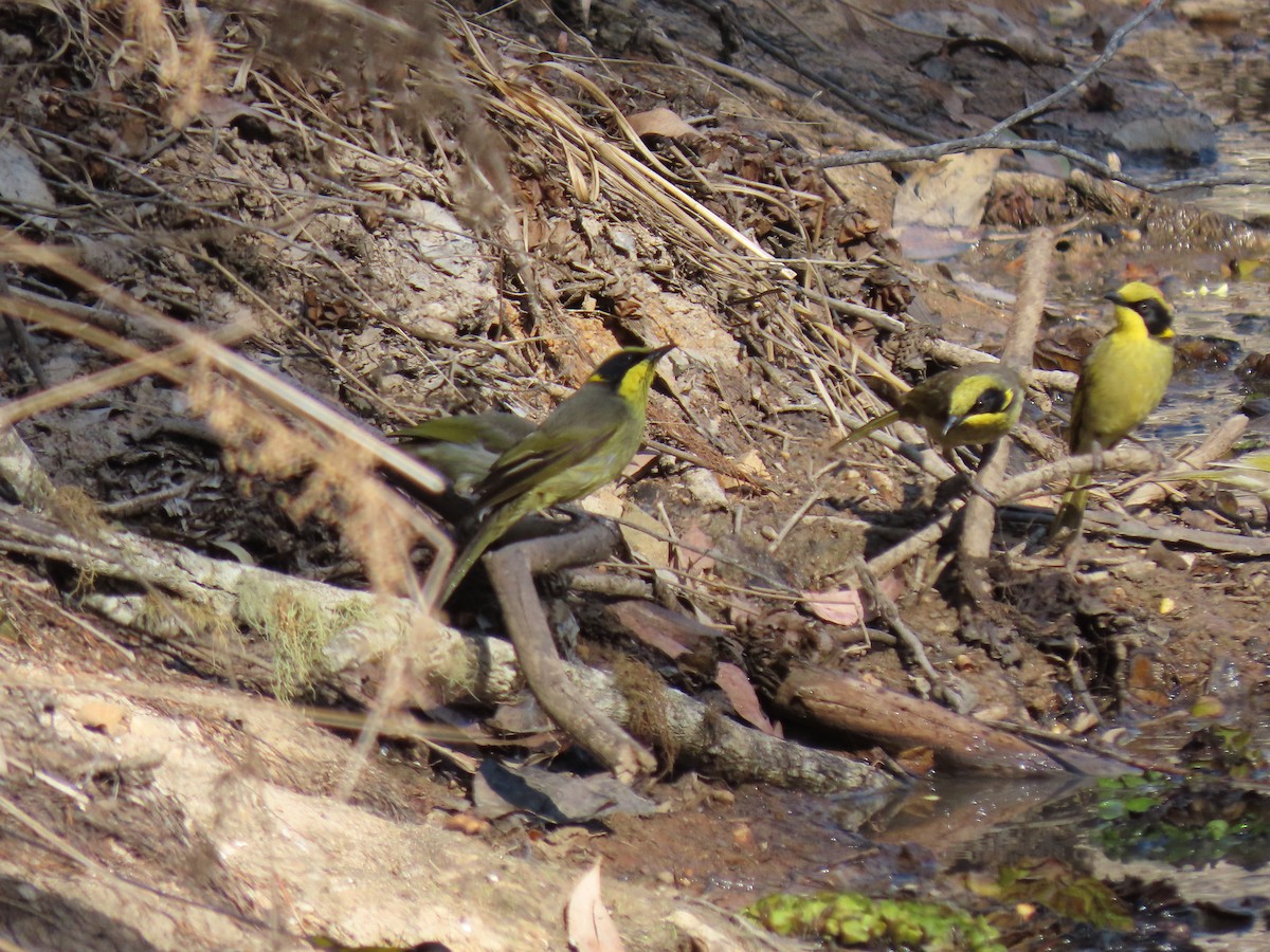 Yellow-tufted Honeyeater - ML609494426