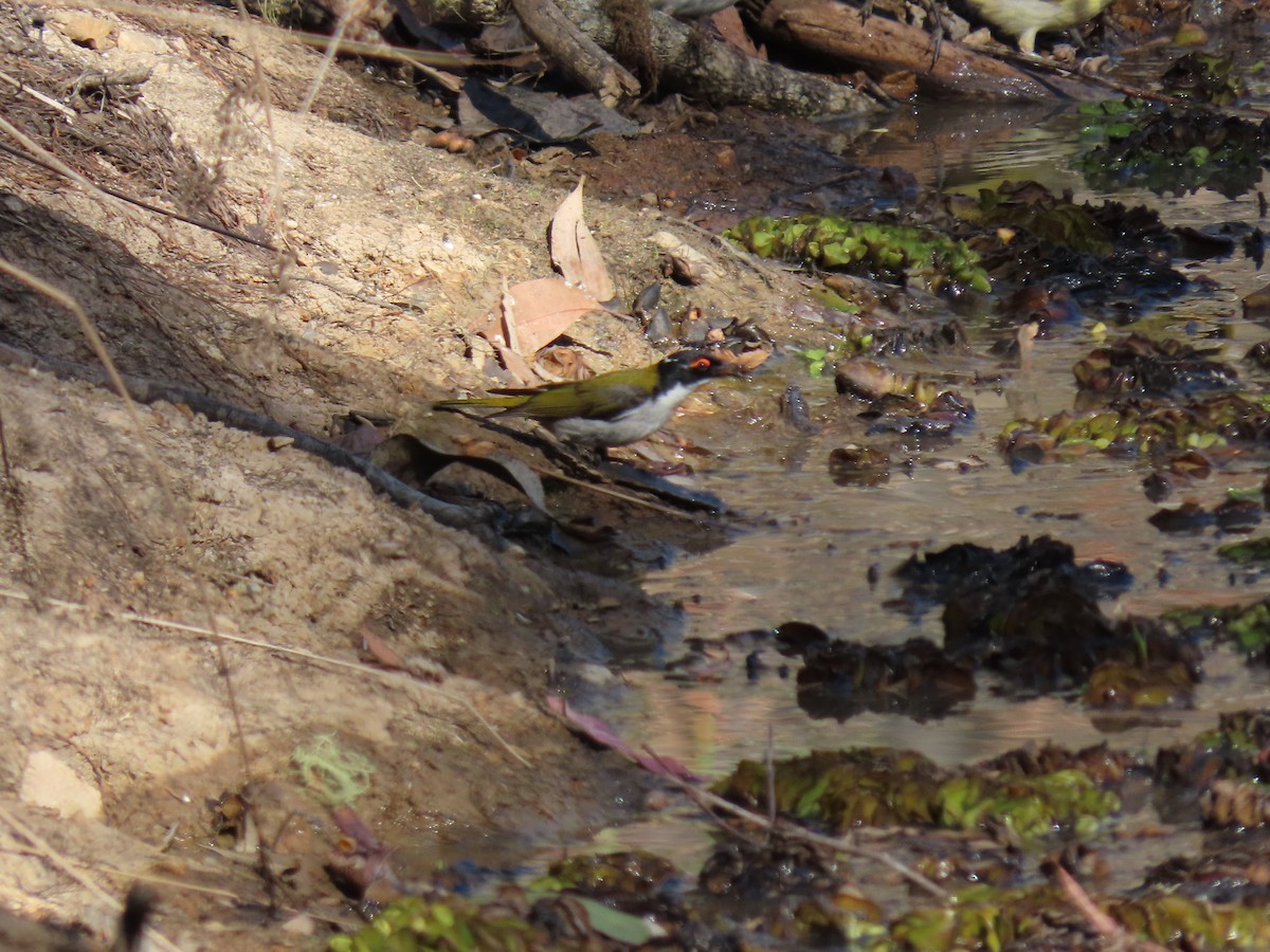 White-naped Honeyeater - Ivor Jones