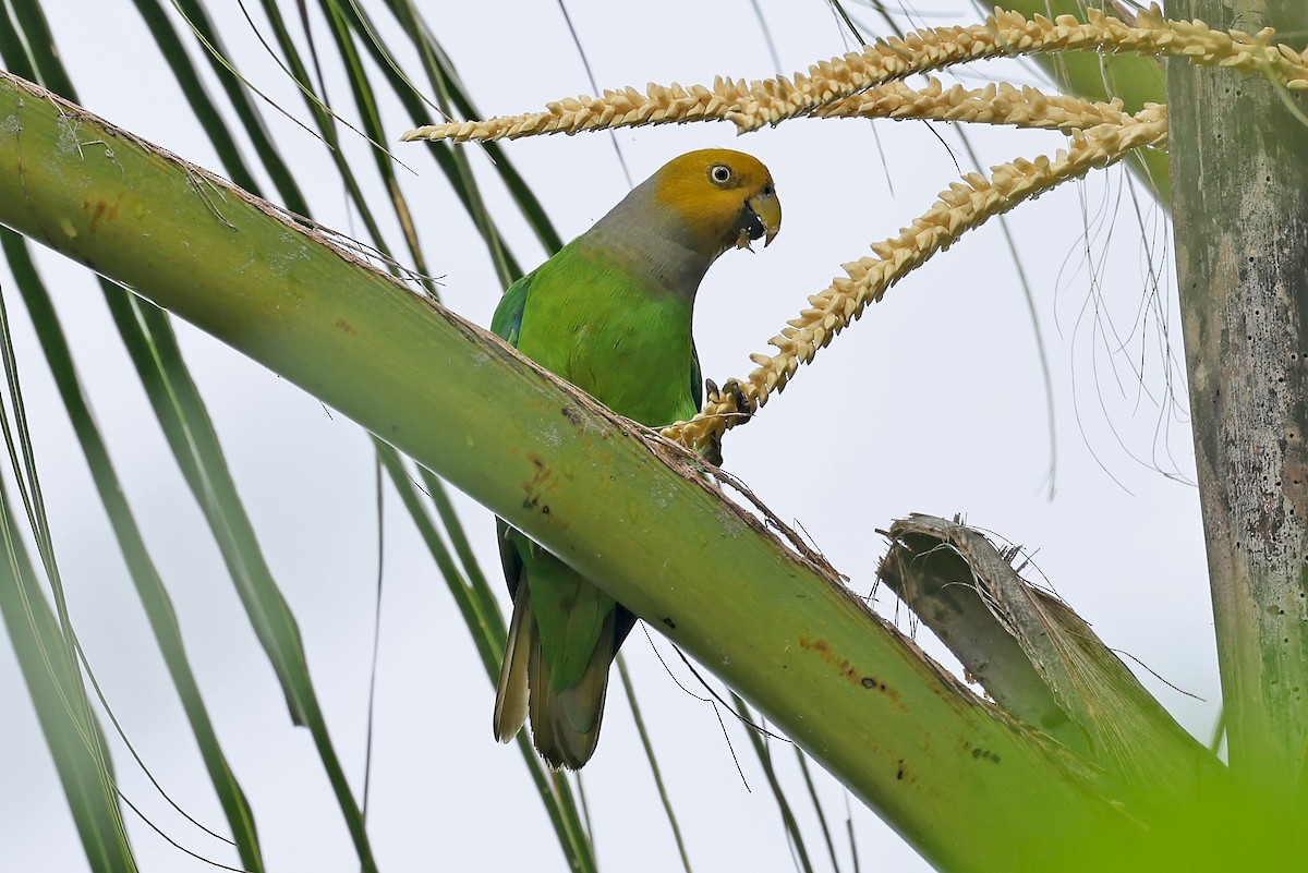 キガシラインコ - ML609494609