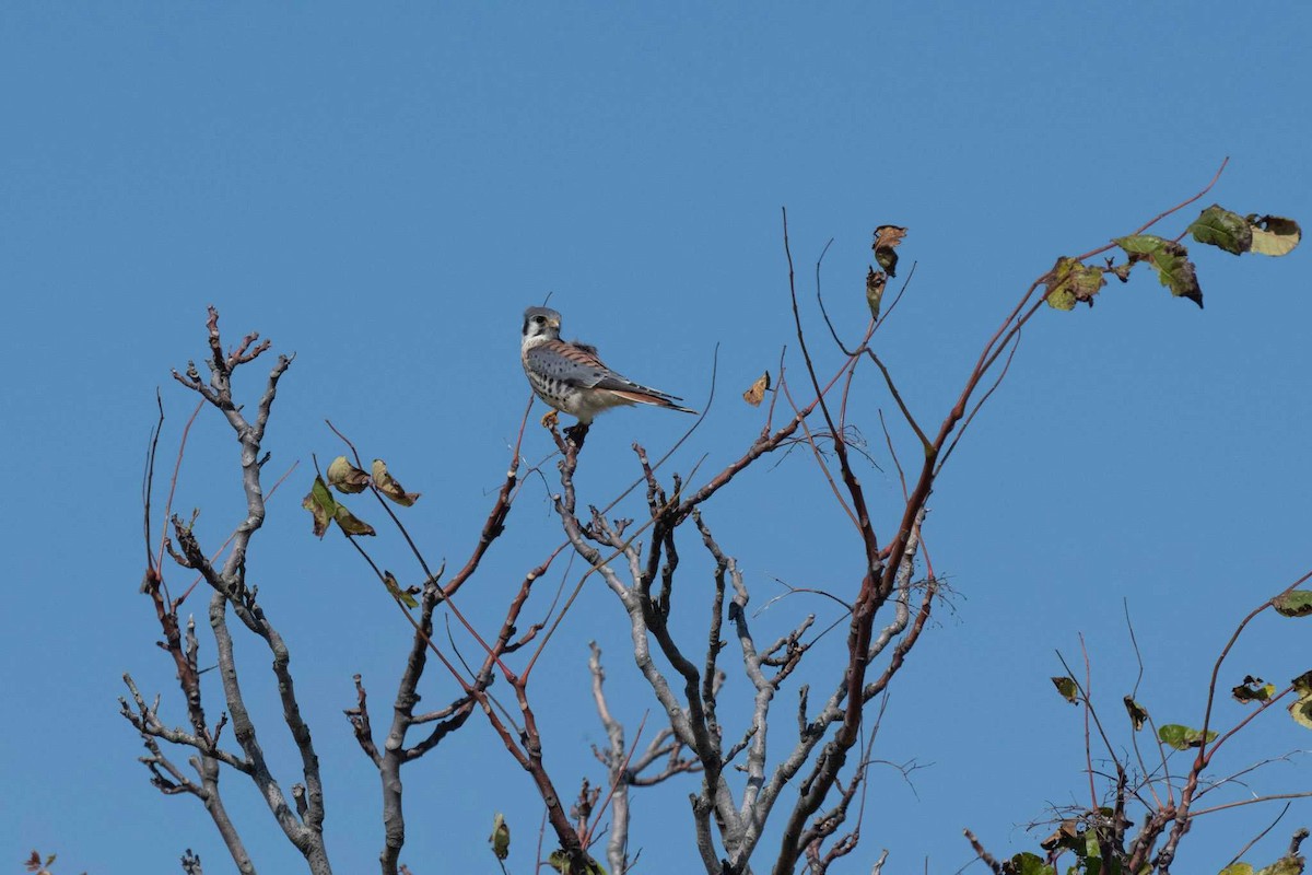 American Kestrel - ML609494612