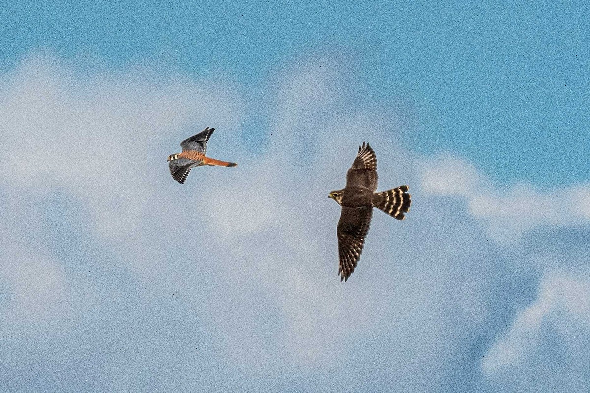 American Kestrel - ML609494613