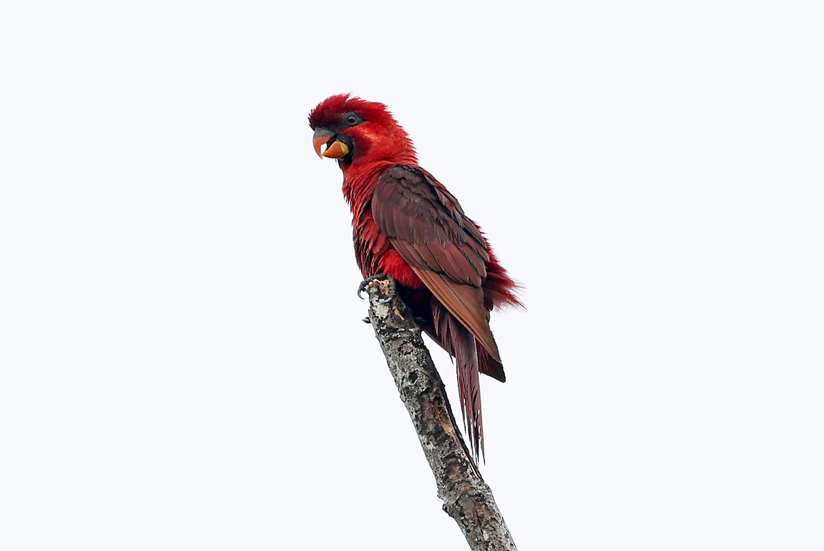 Cardinal Lory - ML609494615