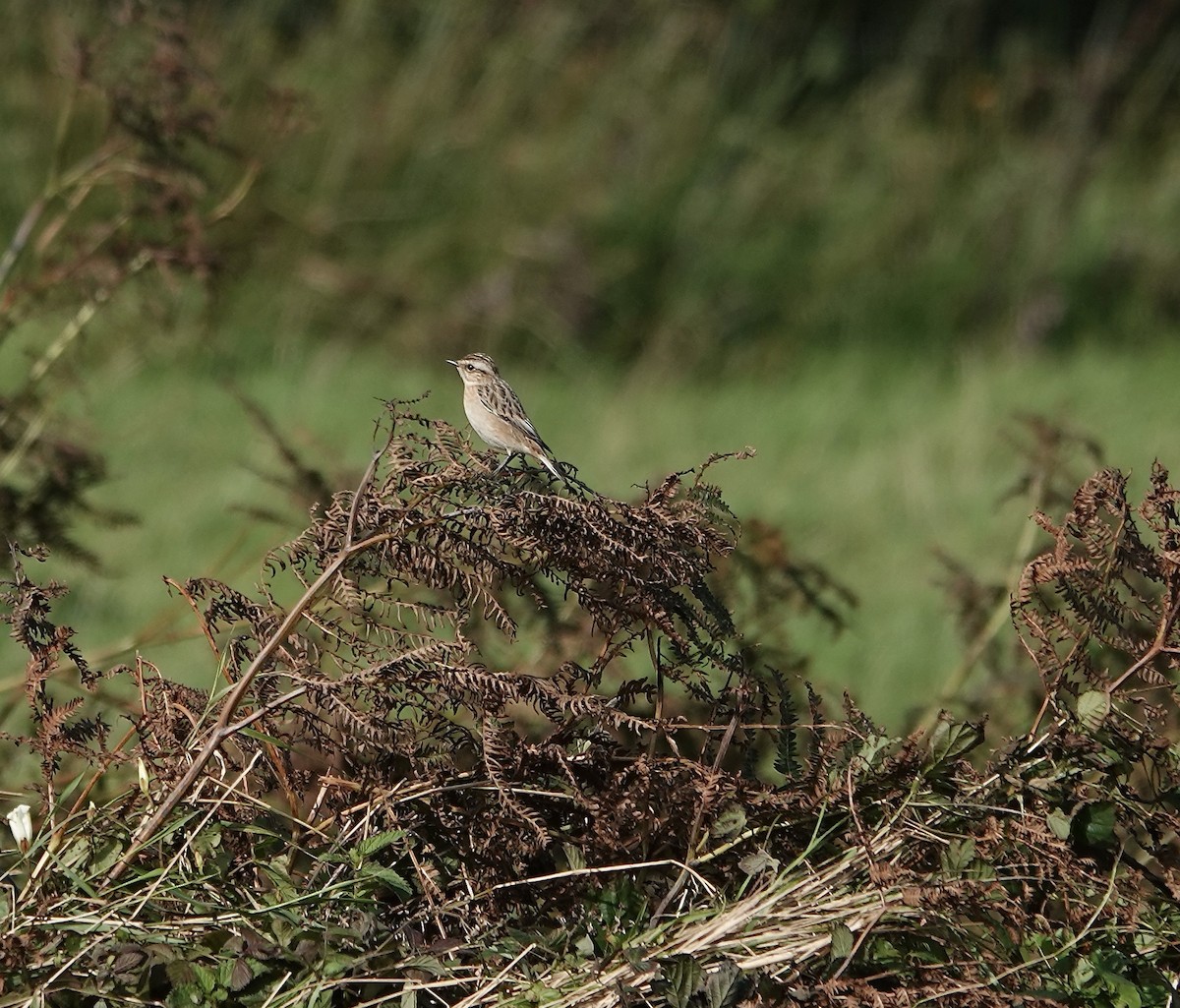 Braunkehlchen - ML609494633