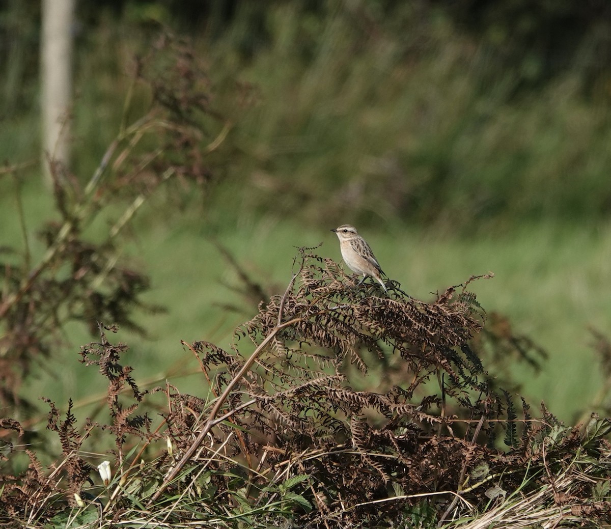 Braunkehlchen - ML609494634