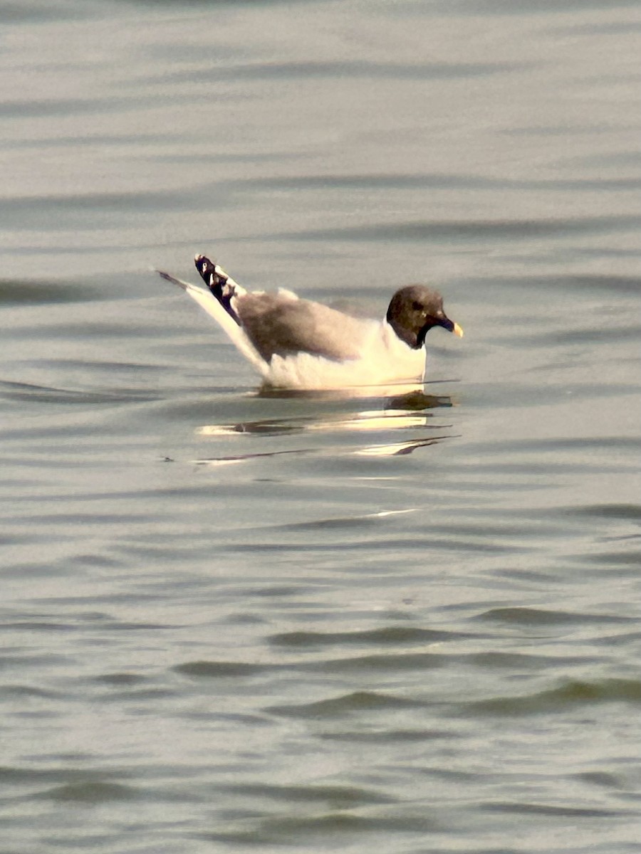 Sabine's Gull - ML609494740