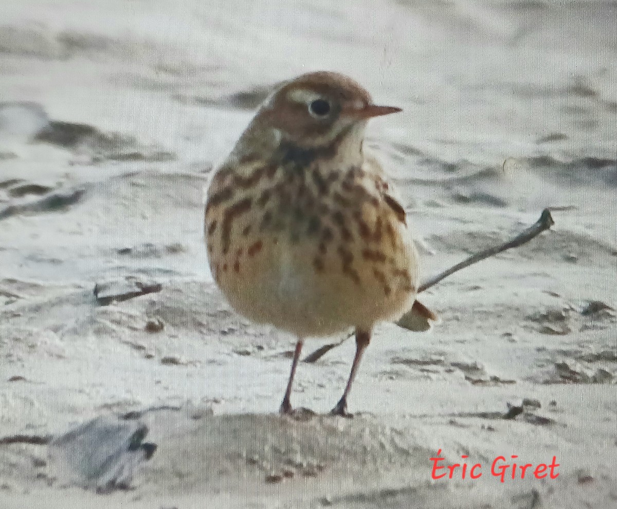 American Pipit - ML609494765