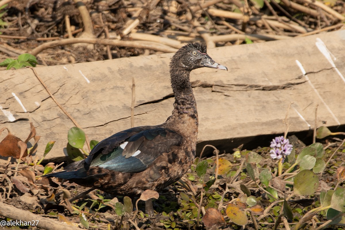 Muscovy Duck - ML609494766