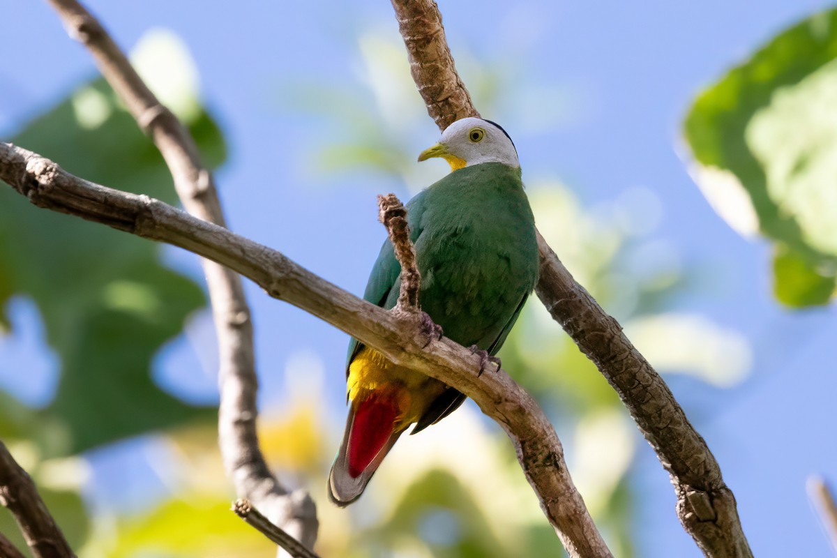 Black-naped Fruit-Dove - ML609494803