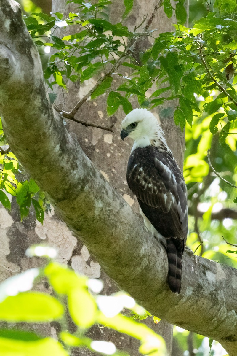Sulawesi Hawk-Eagle - ML609494822