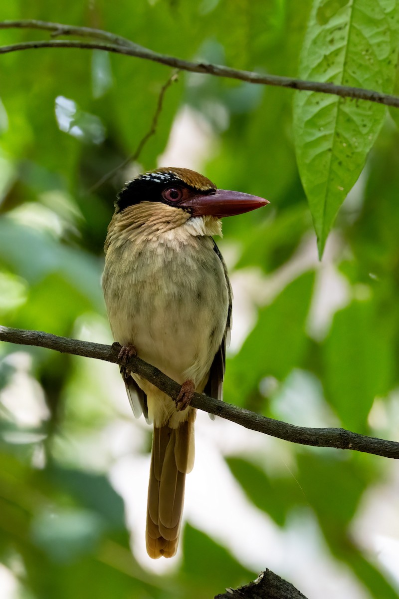 Sulawesi Lilac Kingfisher - Frank Rietkerk