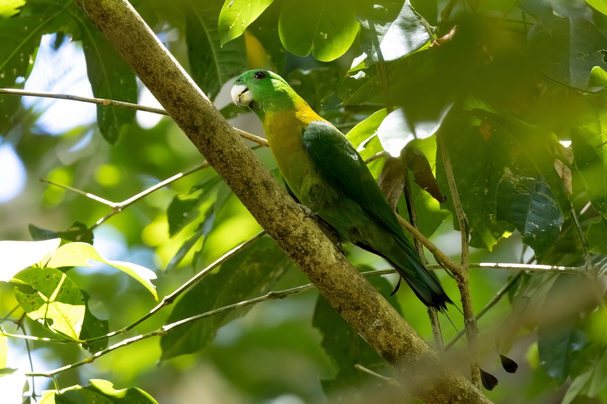 ズアカウチワインコ - ML609494837