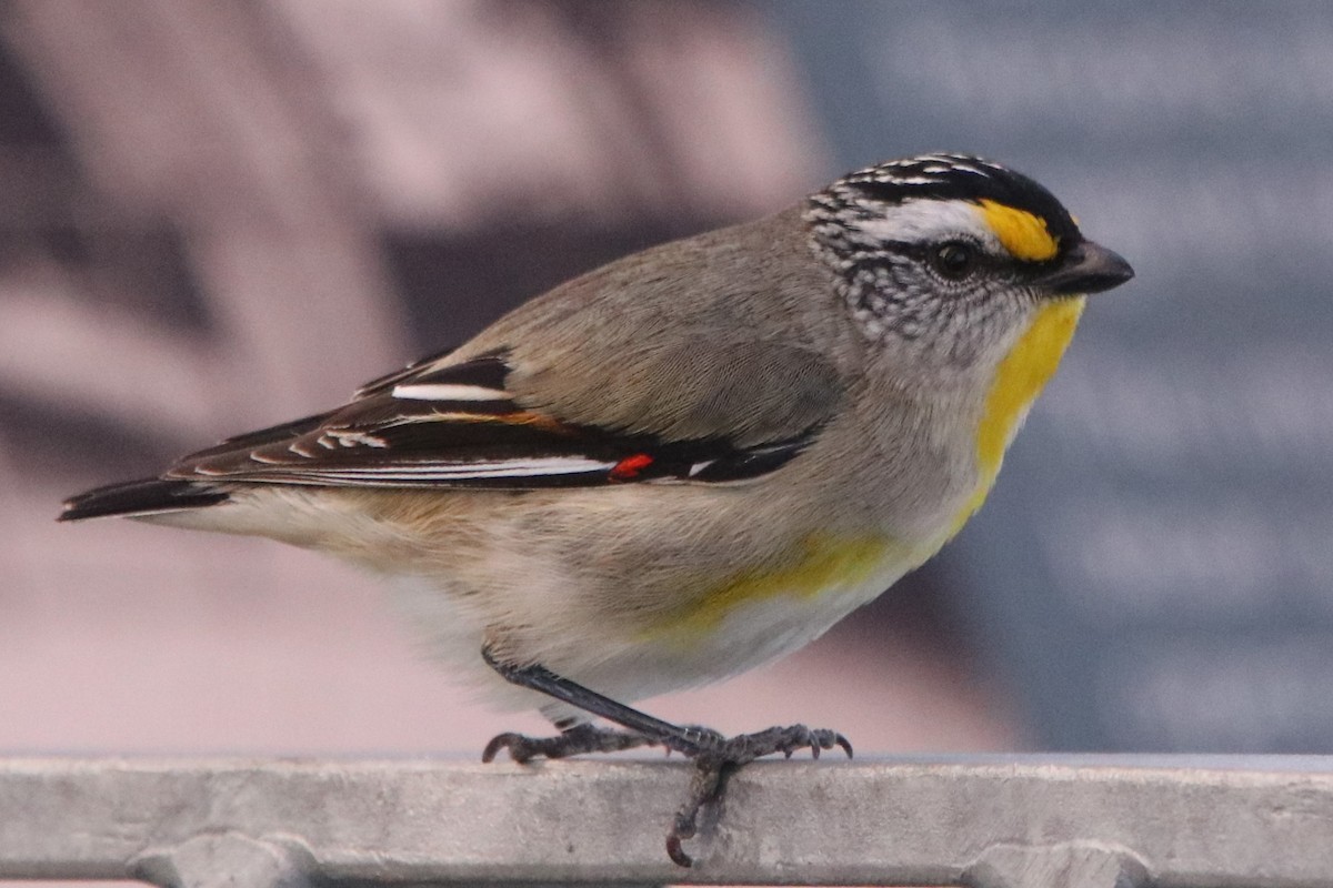 Pardalote Estriado - ML609494838