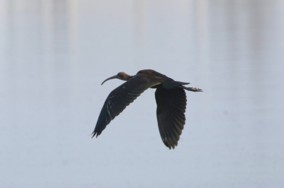 ibis hnědý - ML609494911