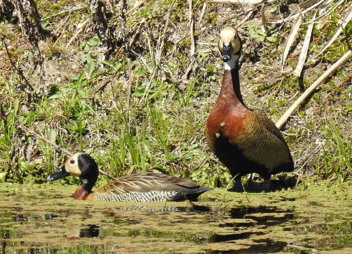 White-faced Whistling-Duck - ML609494944