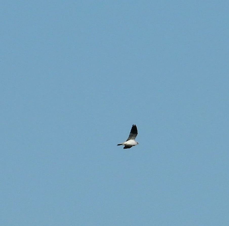 White-tailed Kite - ML609494948