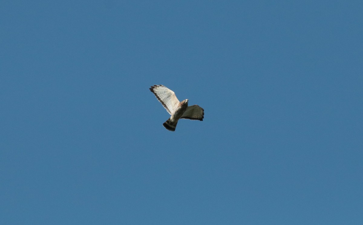 Broad-winged Hawk - ML609494955