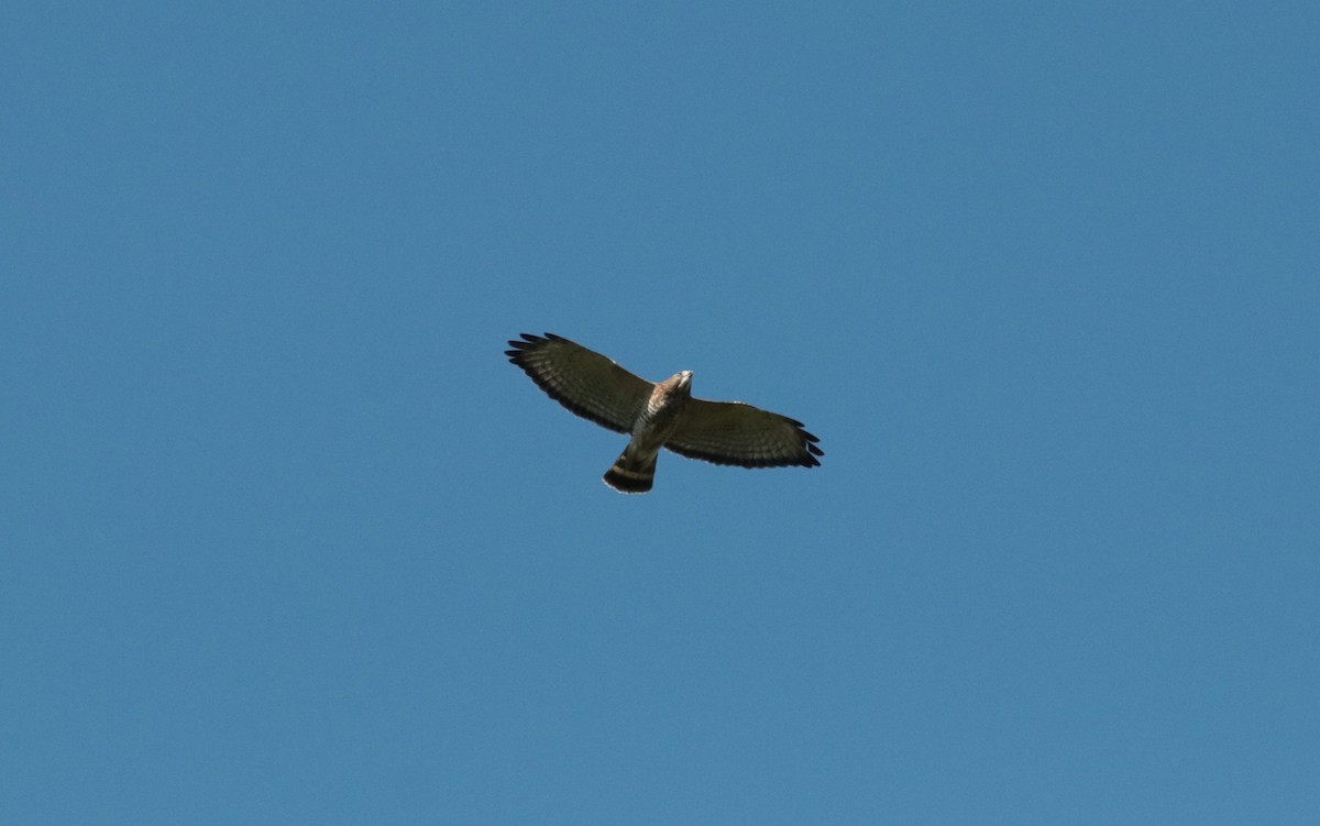 Broad-winged Hawk - ML609494957