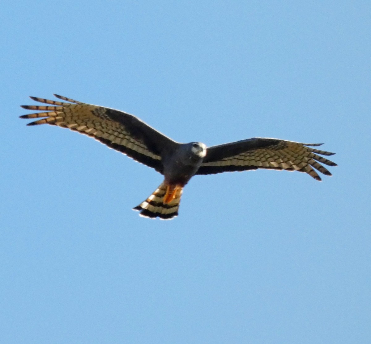 Long-winged Harrier - ML609494960