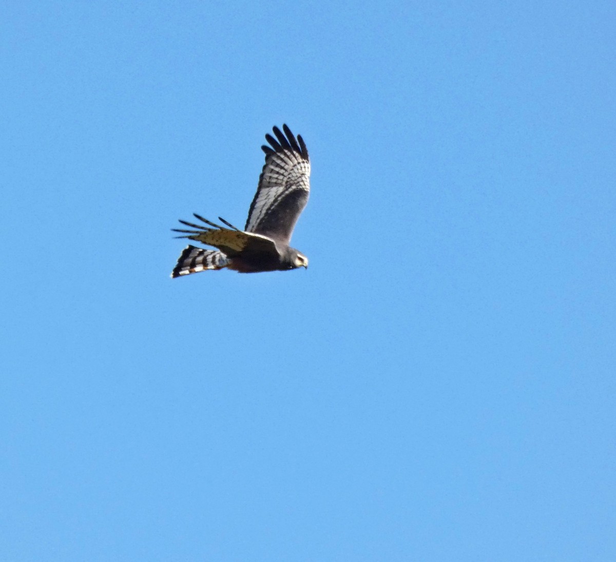Long-winged Harrier - ML609494961