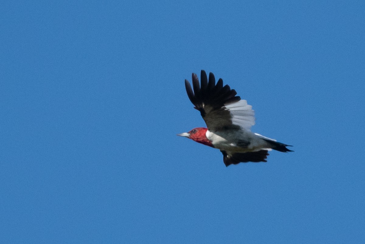 Red-headed Woodpecker - ML609494983