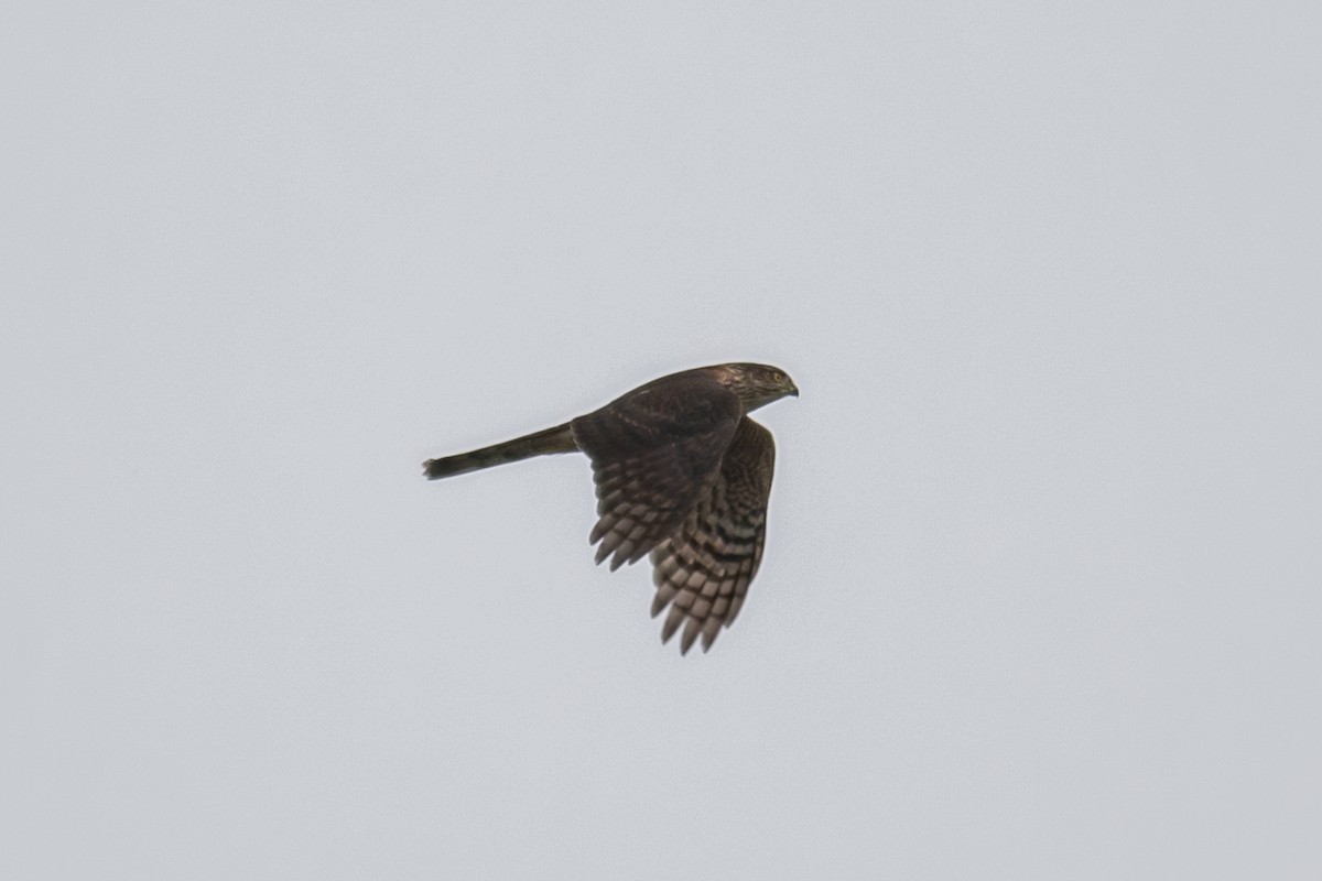 Sharp-shinned Hawk - ML609495023