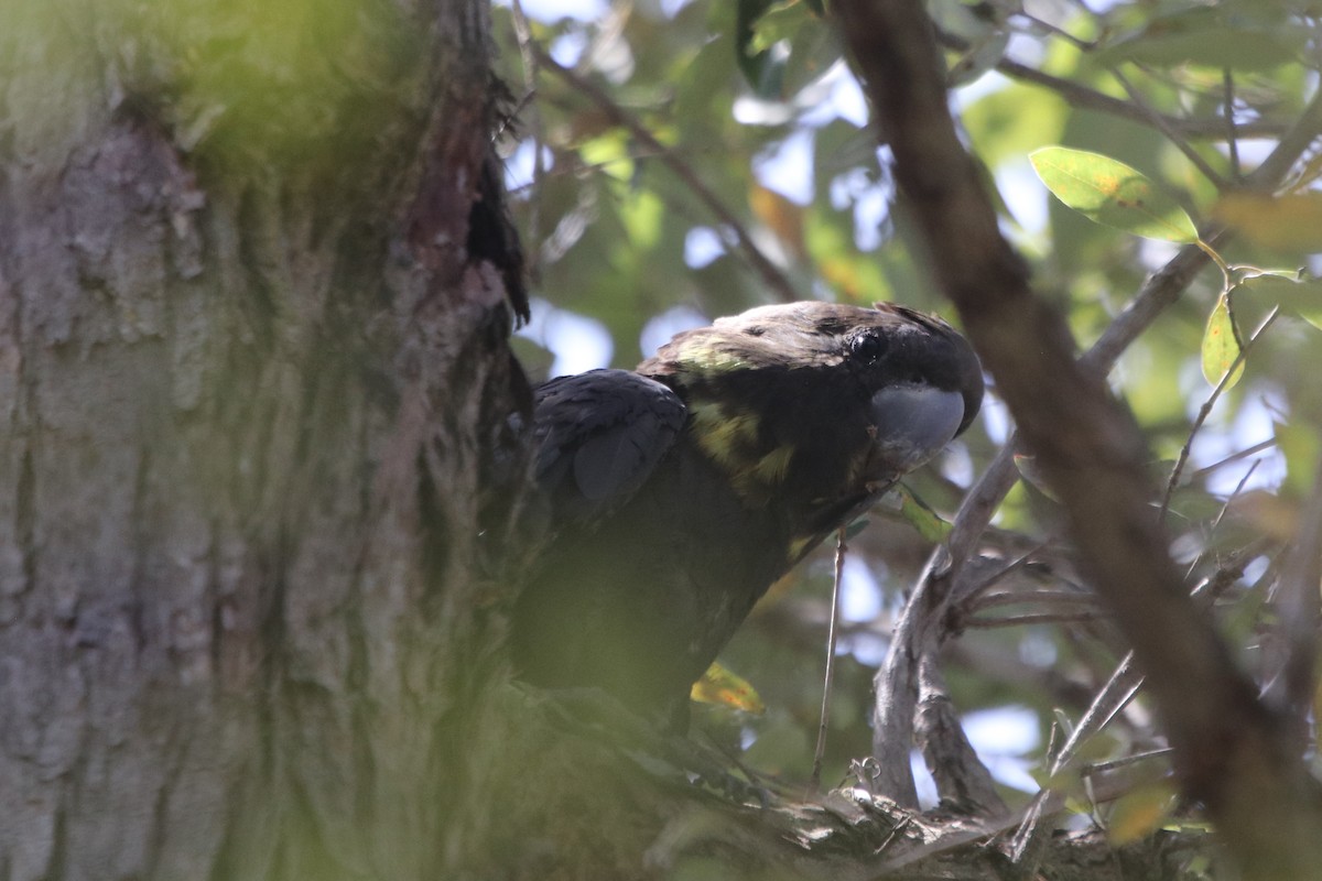 Glossy Black-Cockatoo - ML609495061