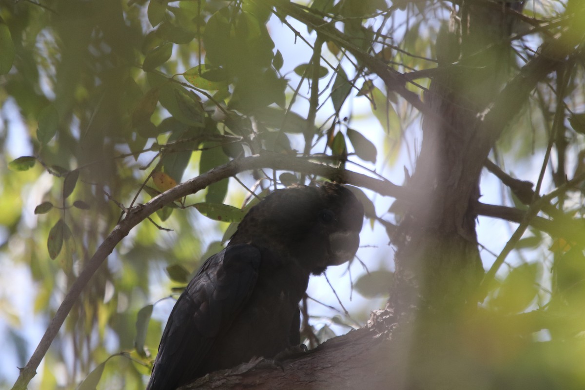 Glossy Black-Cockatoo - ML609495065