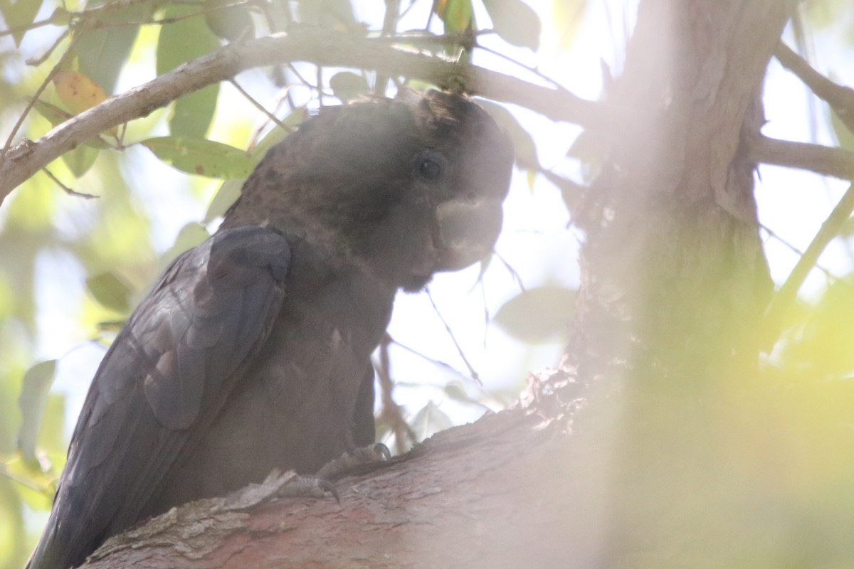 Glossy Black-Cockatoo - ML609495070