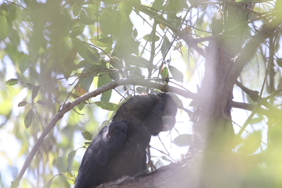 Glossy Black-Cockatoo - ML609495080