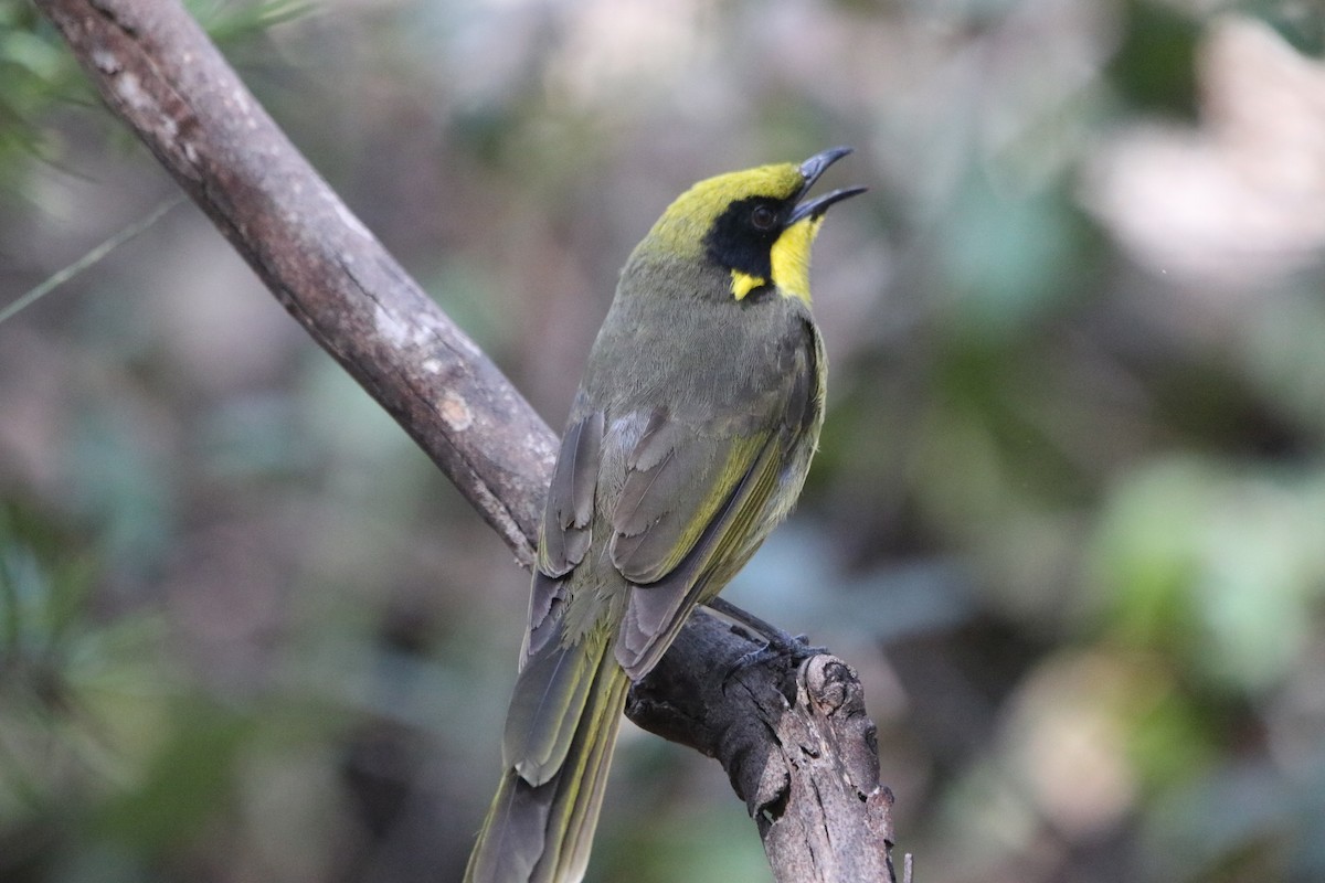Yellow-tufted Honeyeater - ML609495083