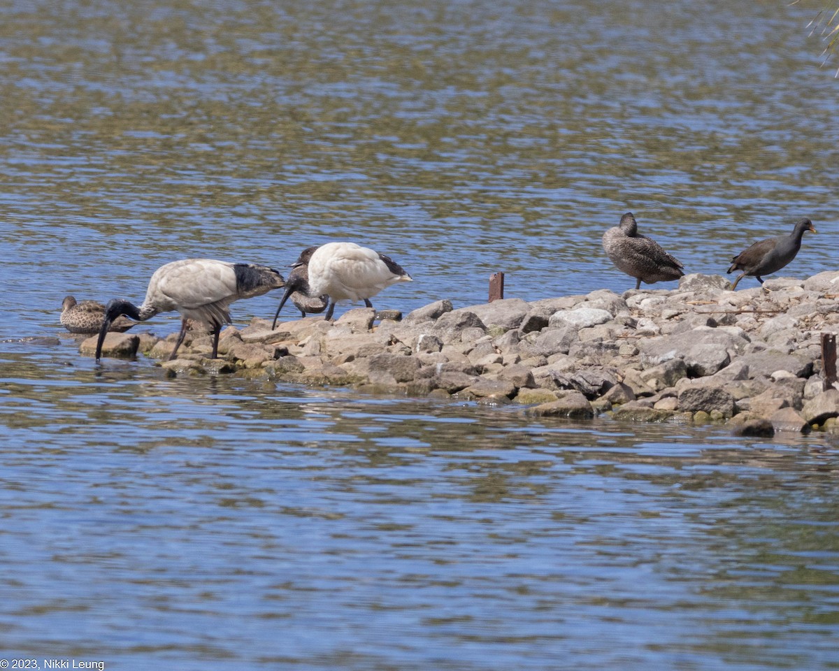 Freckled Duck - ML609495086