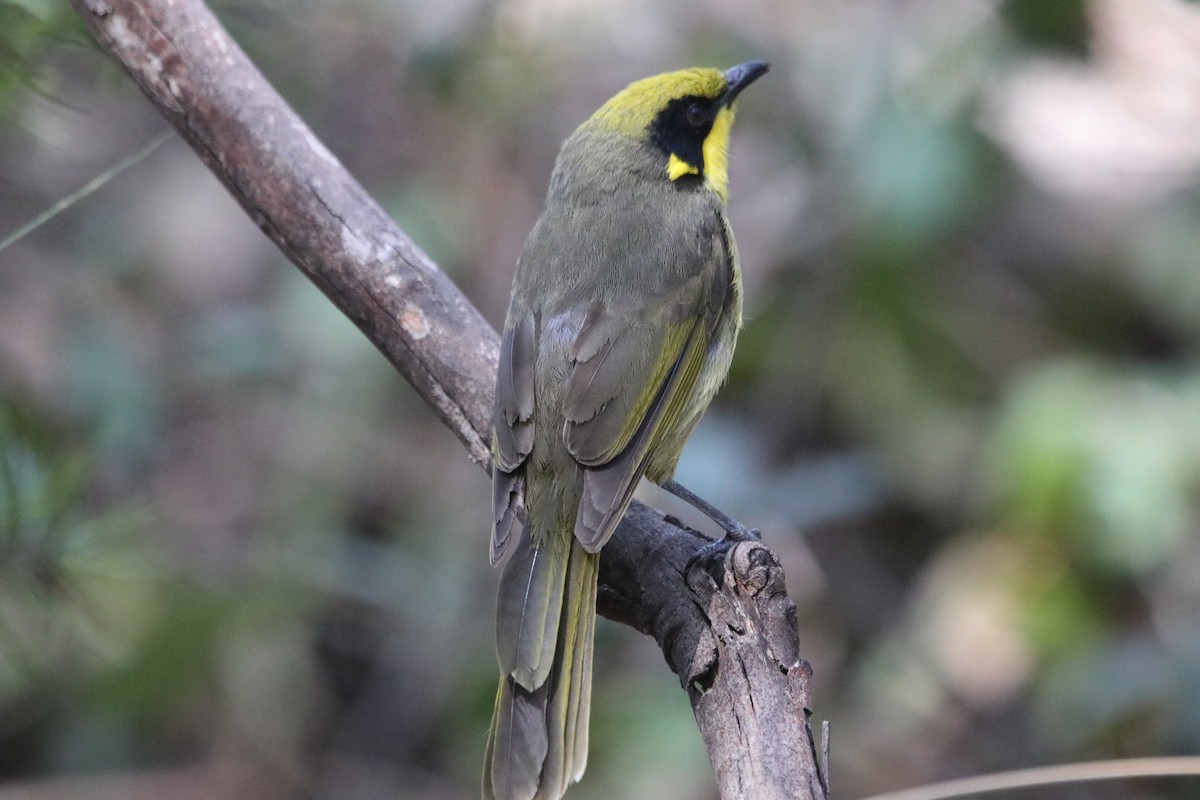 Yellow-tufted Honeyeater - ML609495087