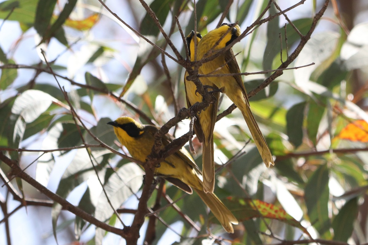 Yellow-tufted Honeyeater - ML609495088