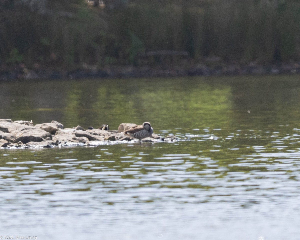 Pink-eared Duck - ML609495091
