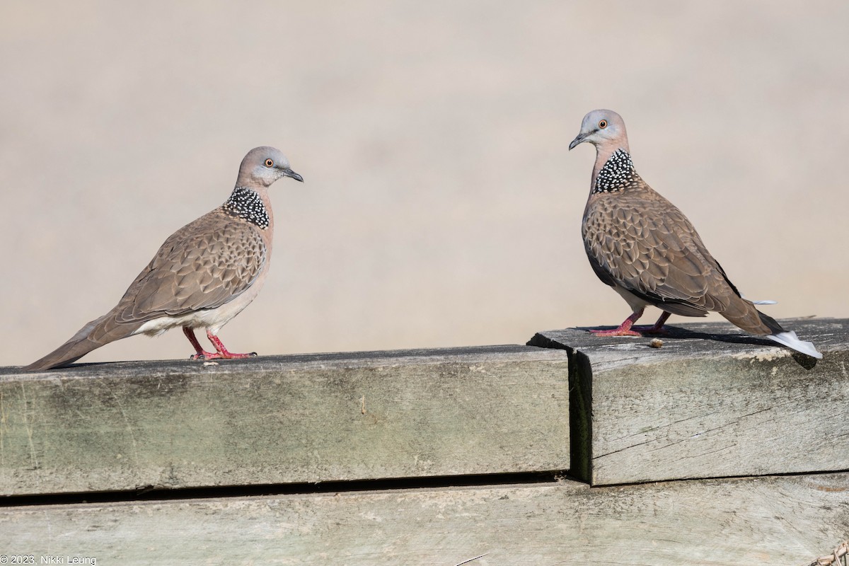 Spotted Dove - ML609495092