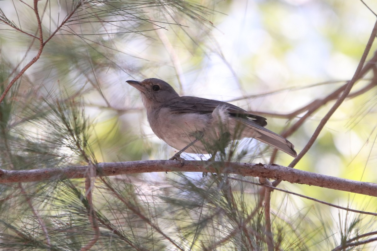 Gray Shrikethrush - ML609495094