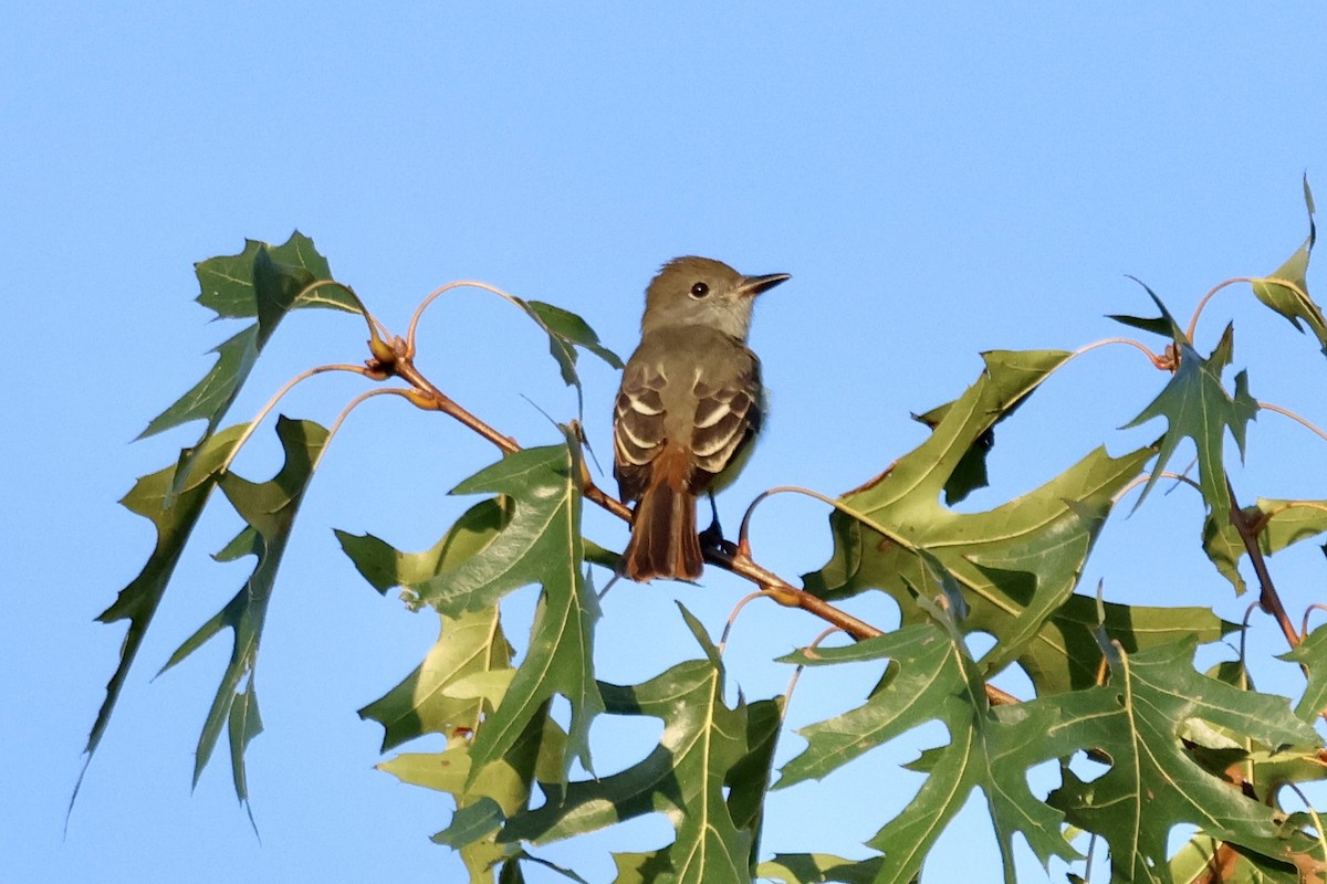 Great Crested Flycatcher - ML609495099