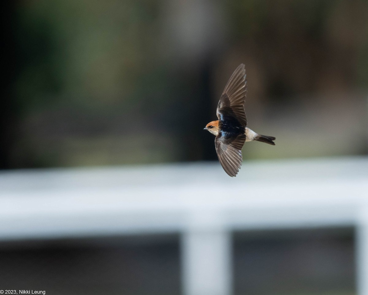 Fairy Martin - ML609495100