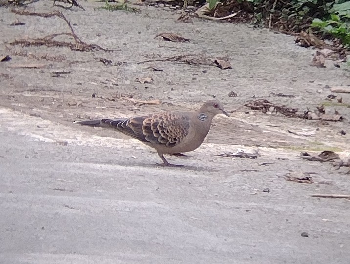 Oriental Turtle-Dove - ML609495104