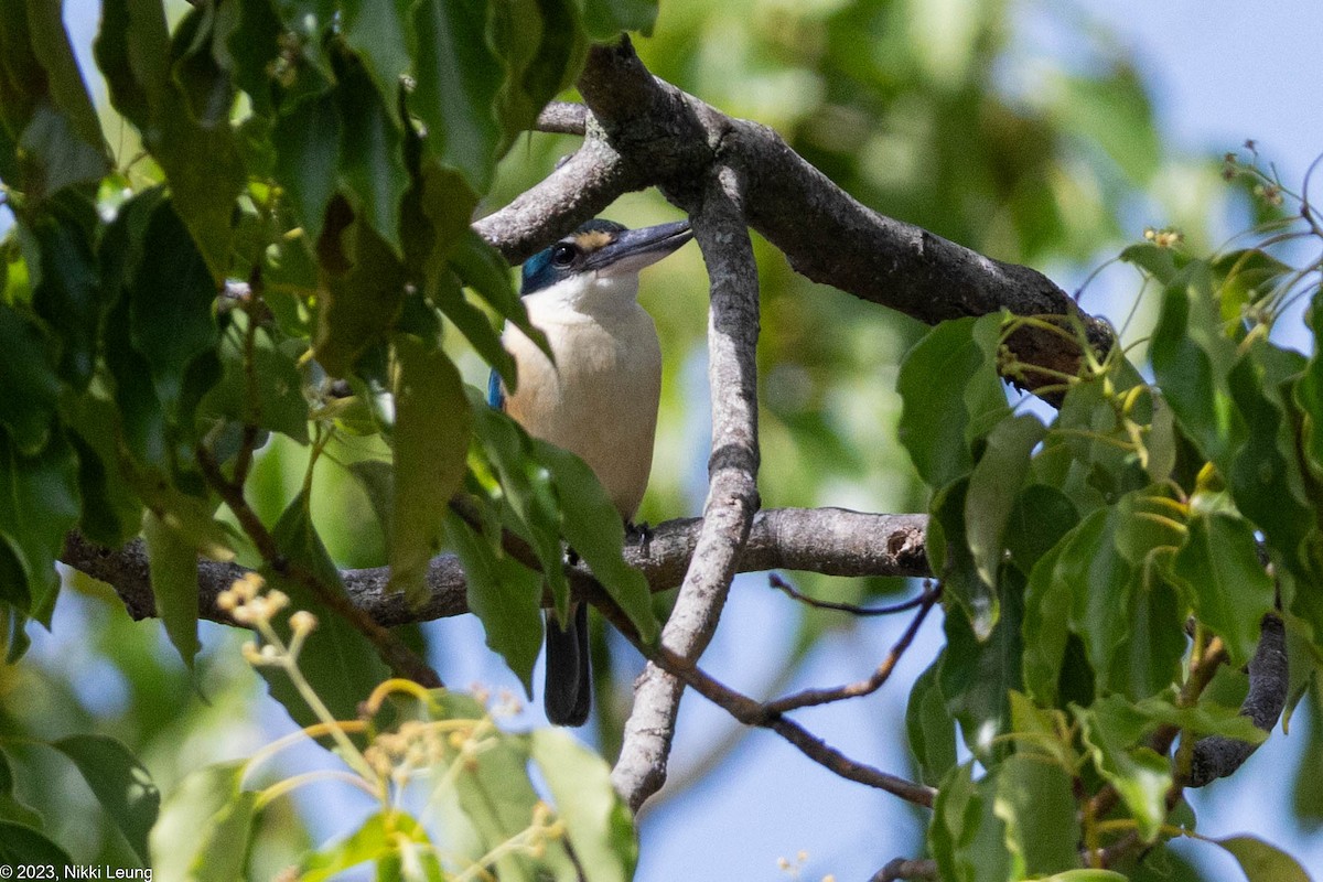 Sacred Kingfisher - ML609495109
