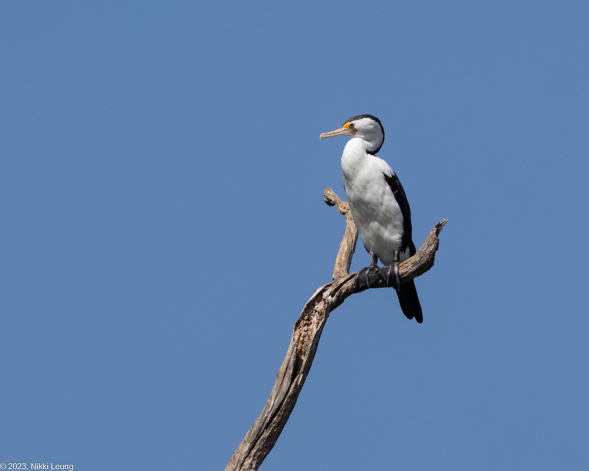 Pied Cormorant - Nikki Leung