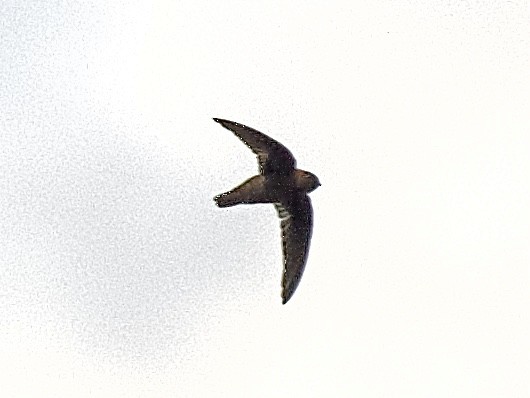 Chestnut-collared Swift - ML609495224