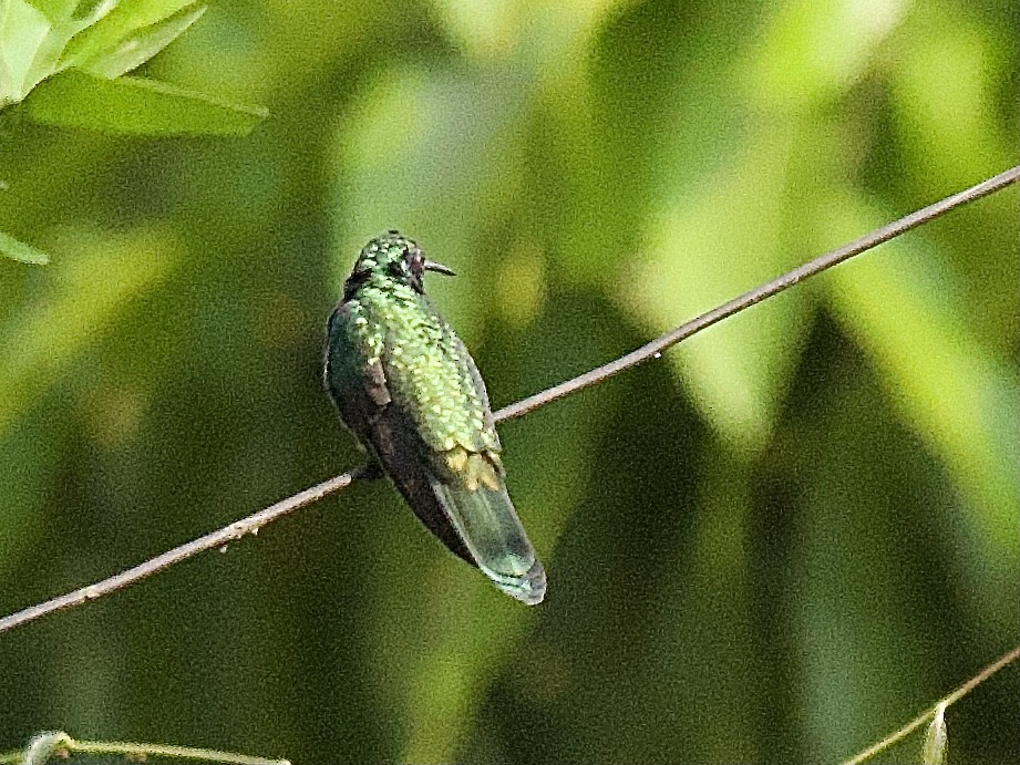 Sparkling Violetear - Craig Rasmussen