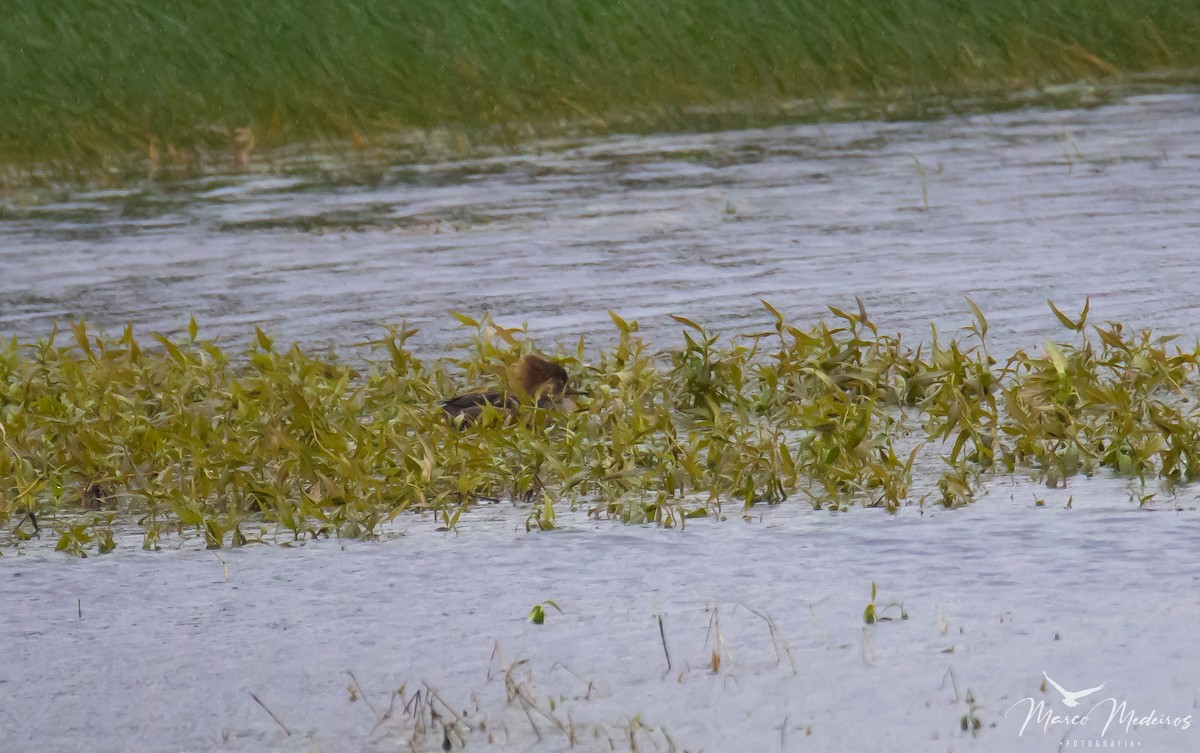 Hooded Merganser - ML609495243